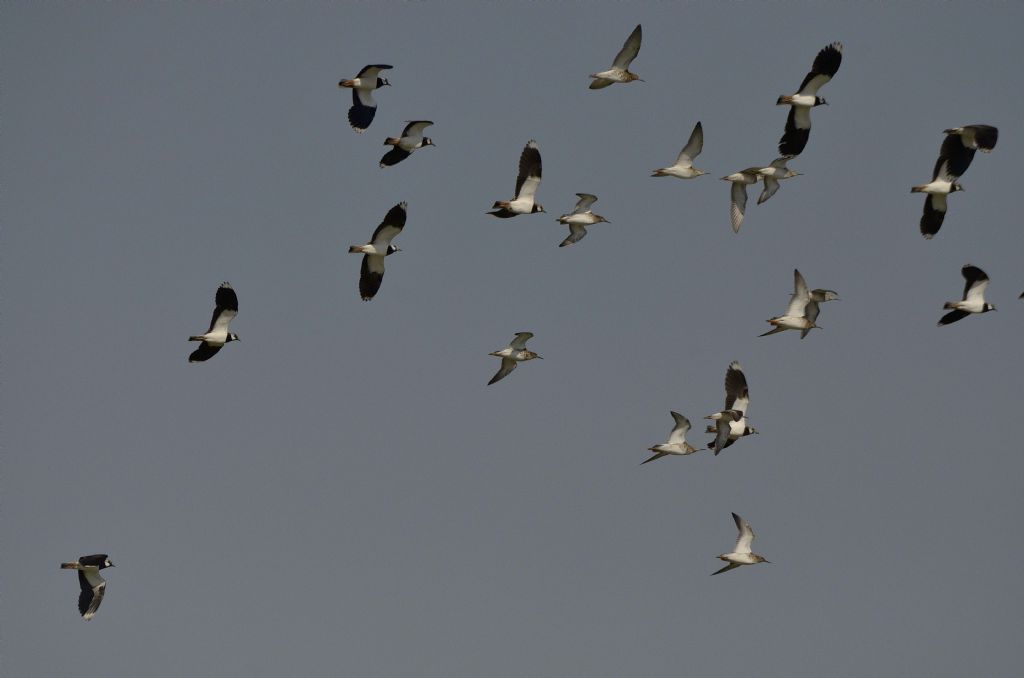 Combattenti (Philomachus pugnax) in arrivo