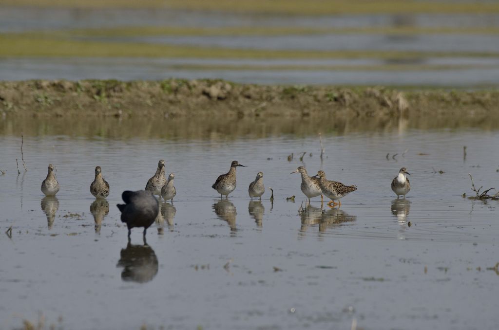 Combattenti (Philomachus pugnax) in arrivo