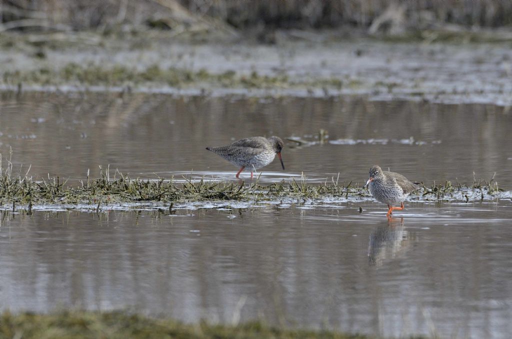 Limicoli in arrivo  : Pettegole   (Tringa totanus)