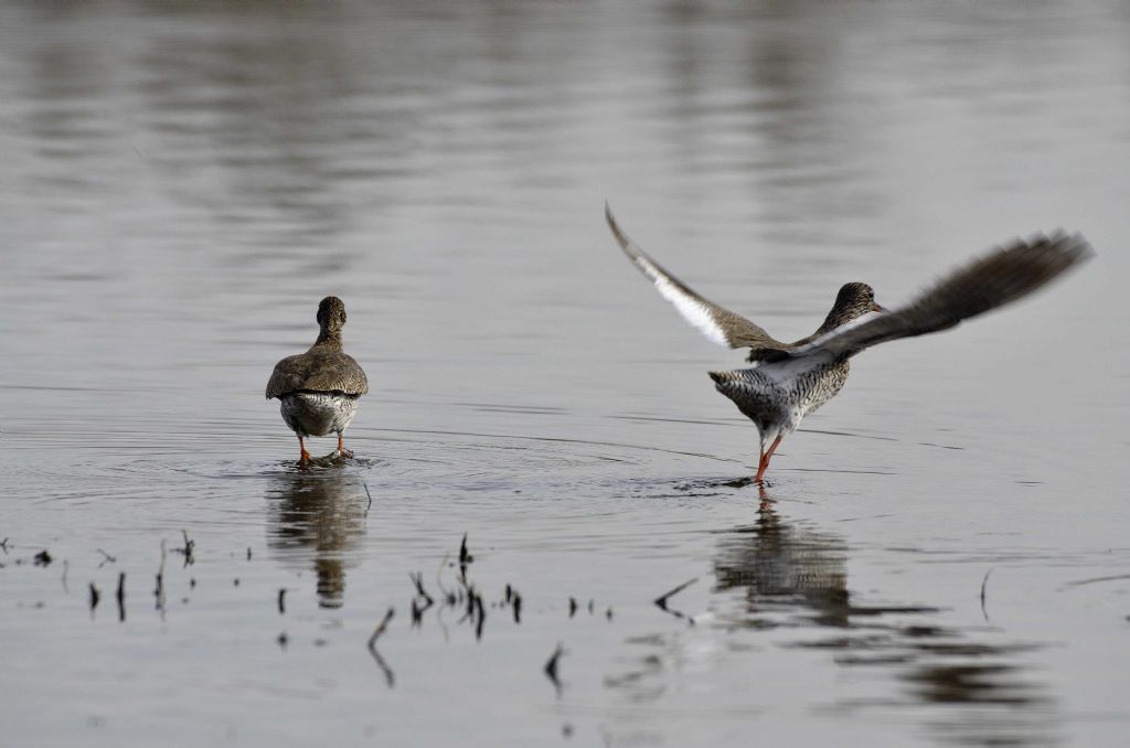 Limicoli in arrivo  : Pettegole   (Tringa totanus)