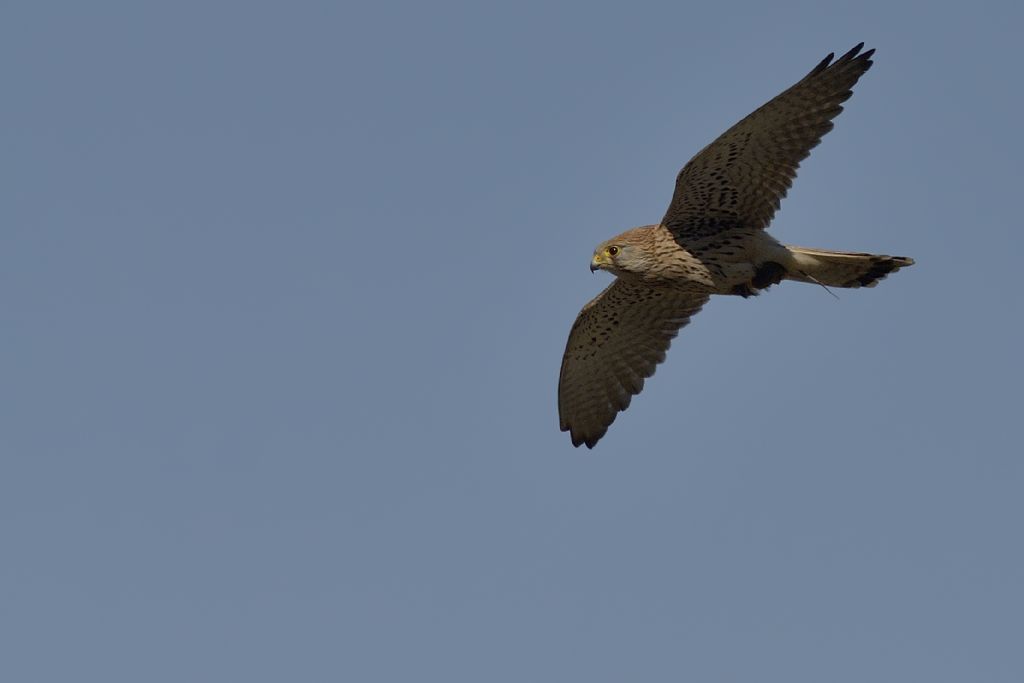 Gheppio in volo