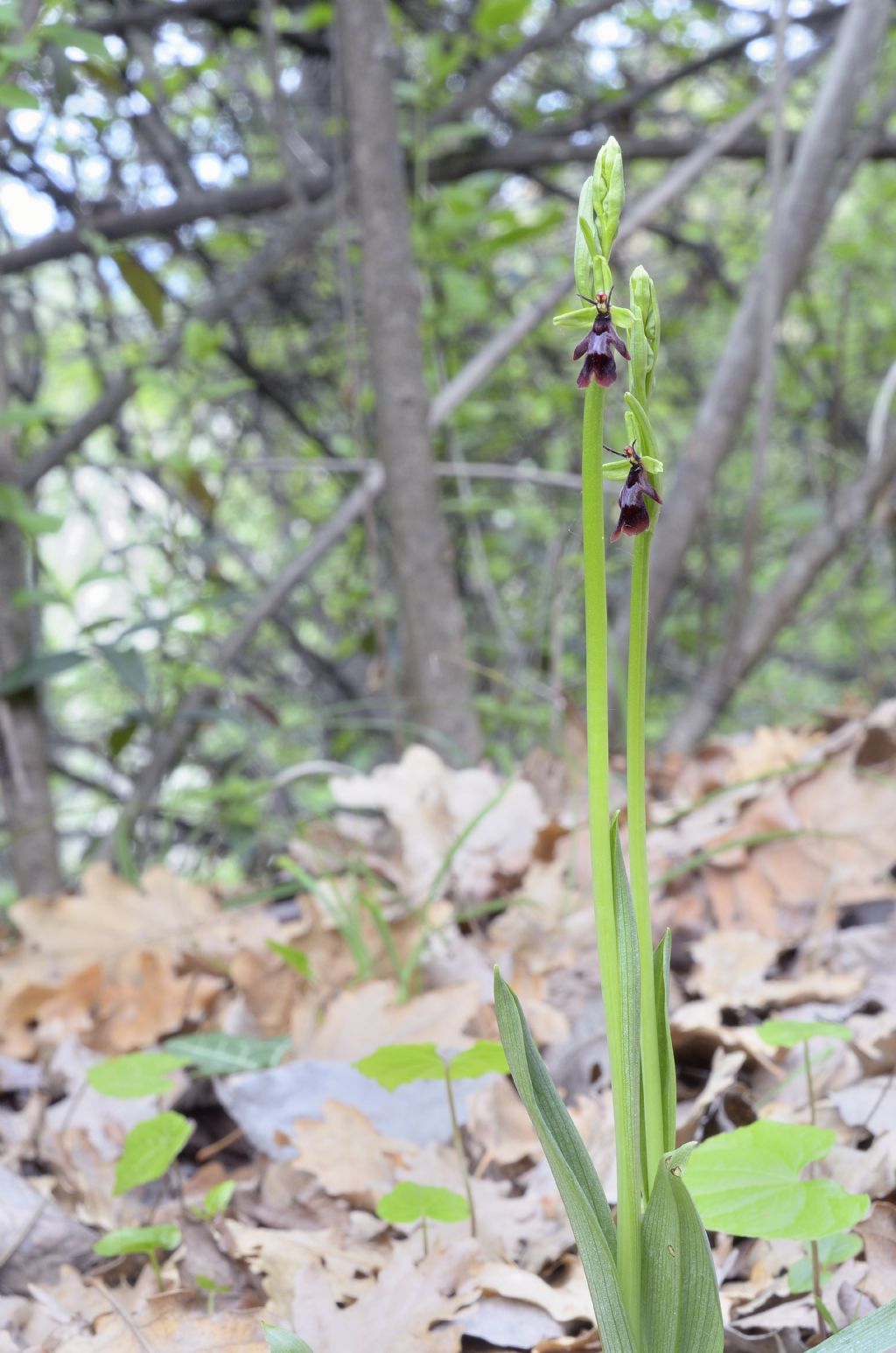 Ophrys insectifera