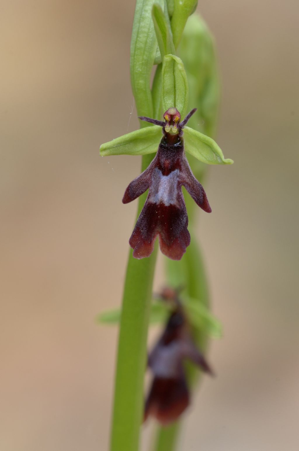 Ophrys insectifera