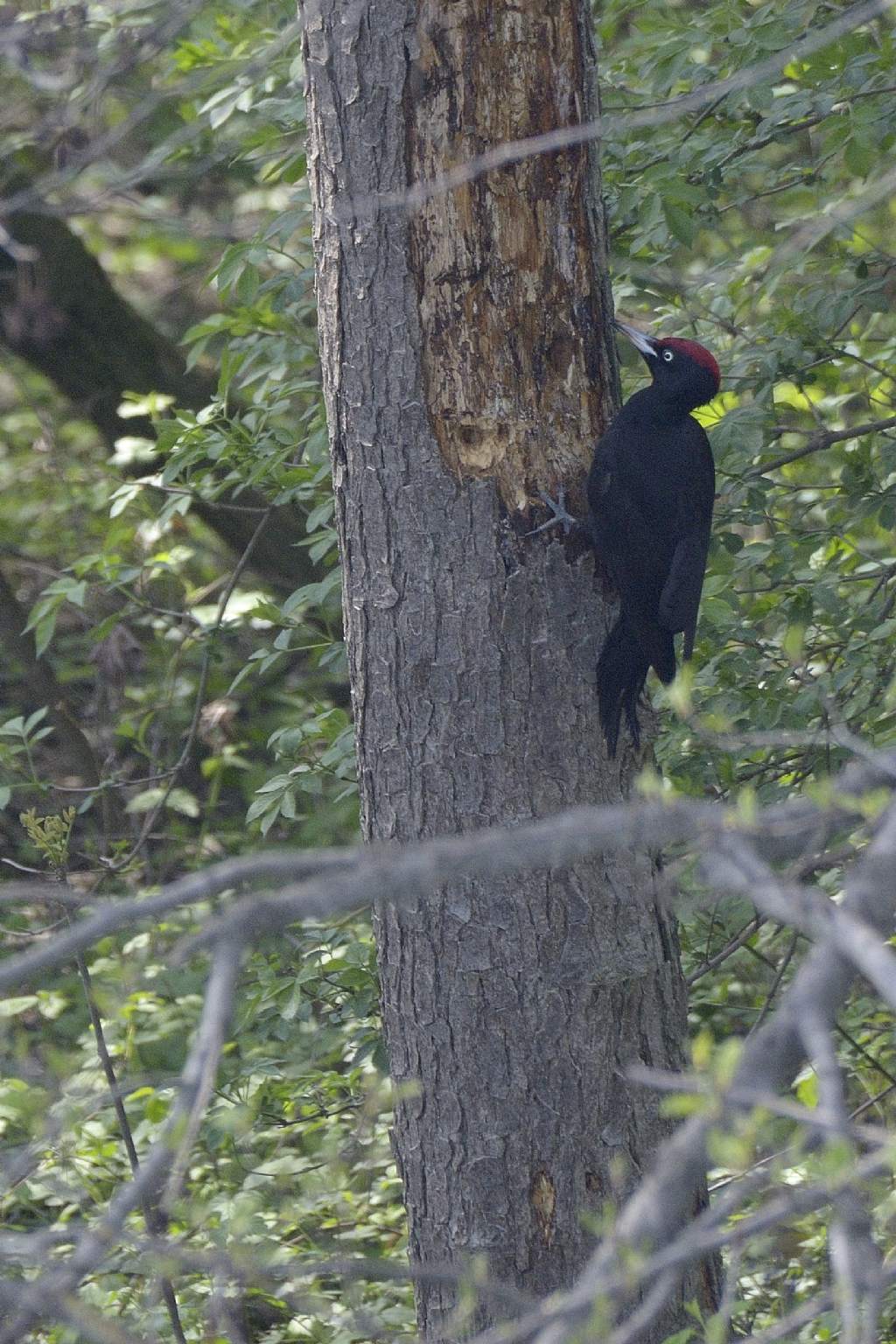 Picchio nero  (Dryocopus martius)