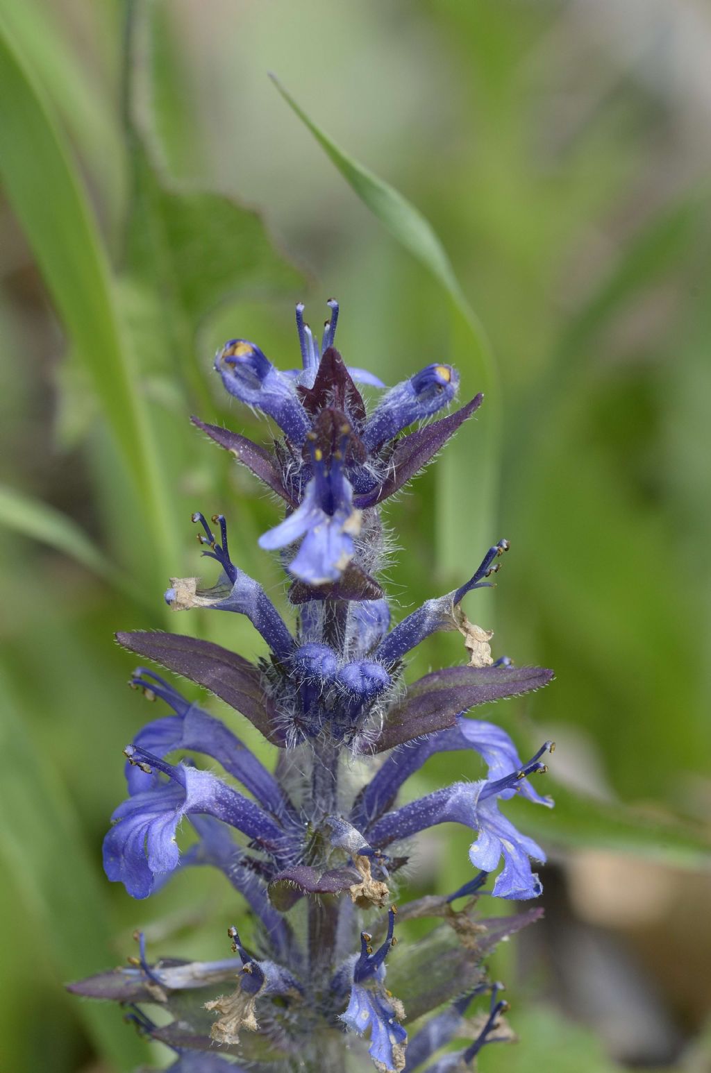 Bugola , Ajuga reptans o genevensis