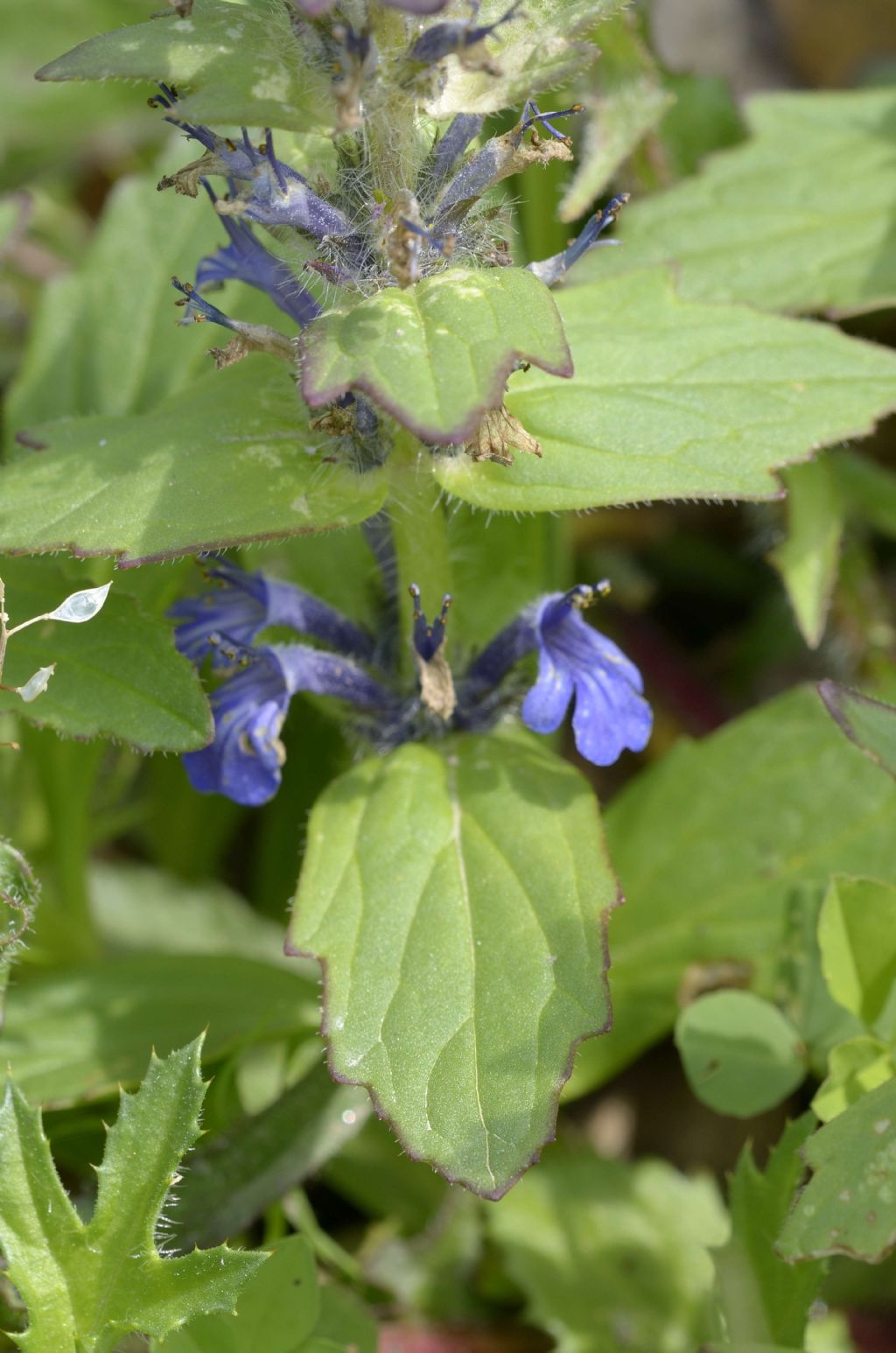 Bugola , Ajuga reptans o genevensis
