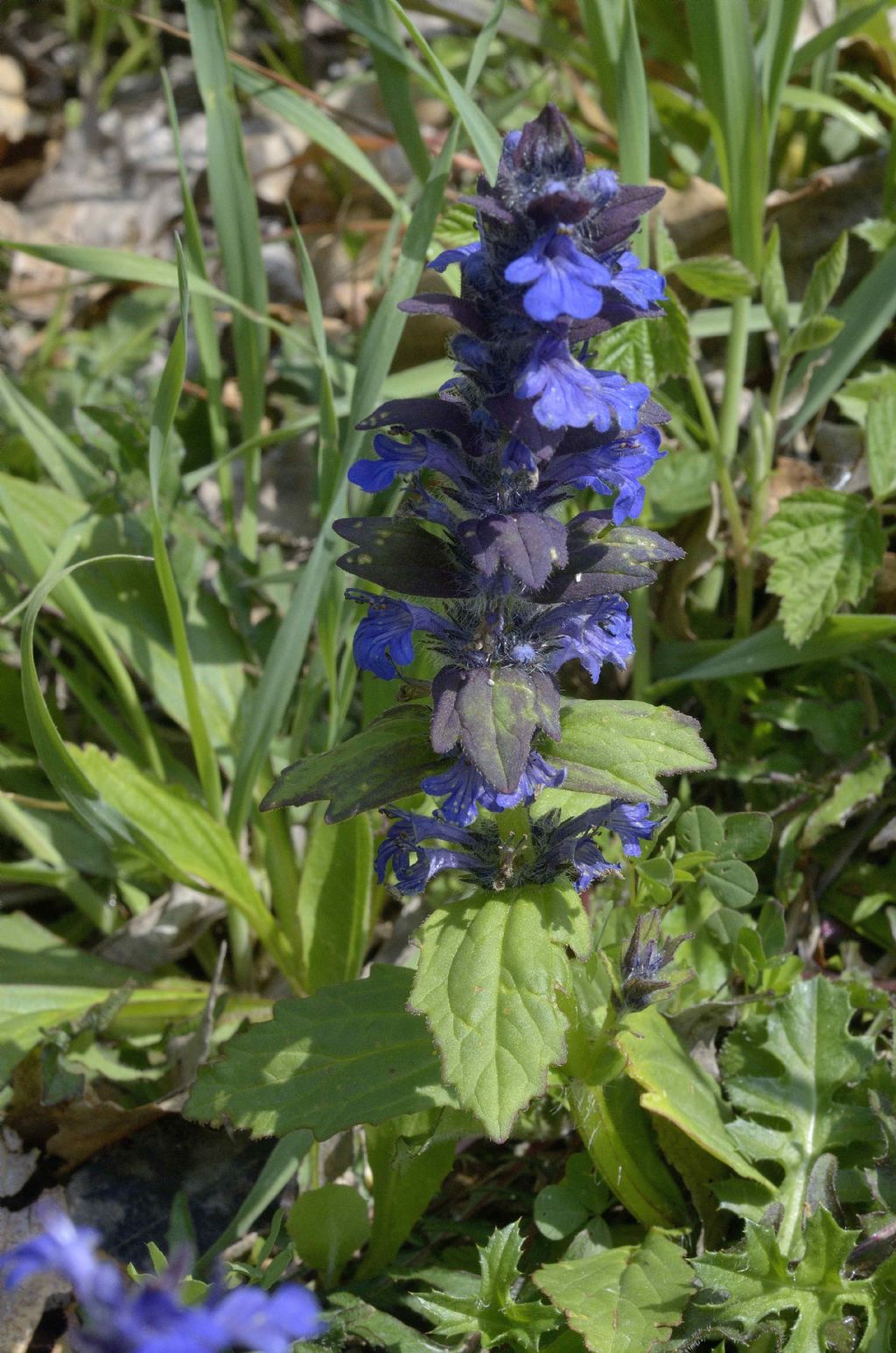 Bugola , Ajuga reptans o genevensis