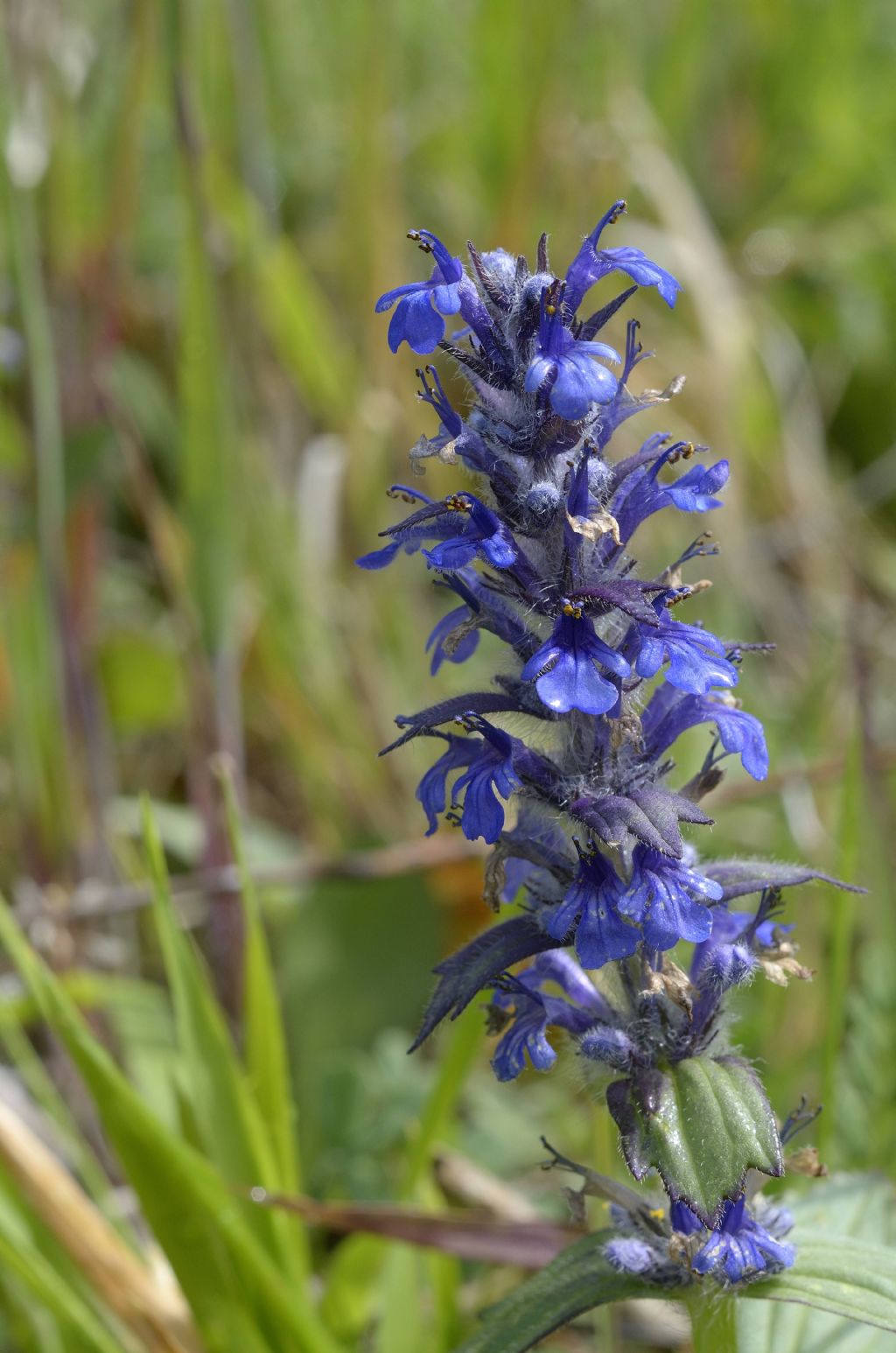 Bugola , Ajuga reptans o genevensis