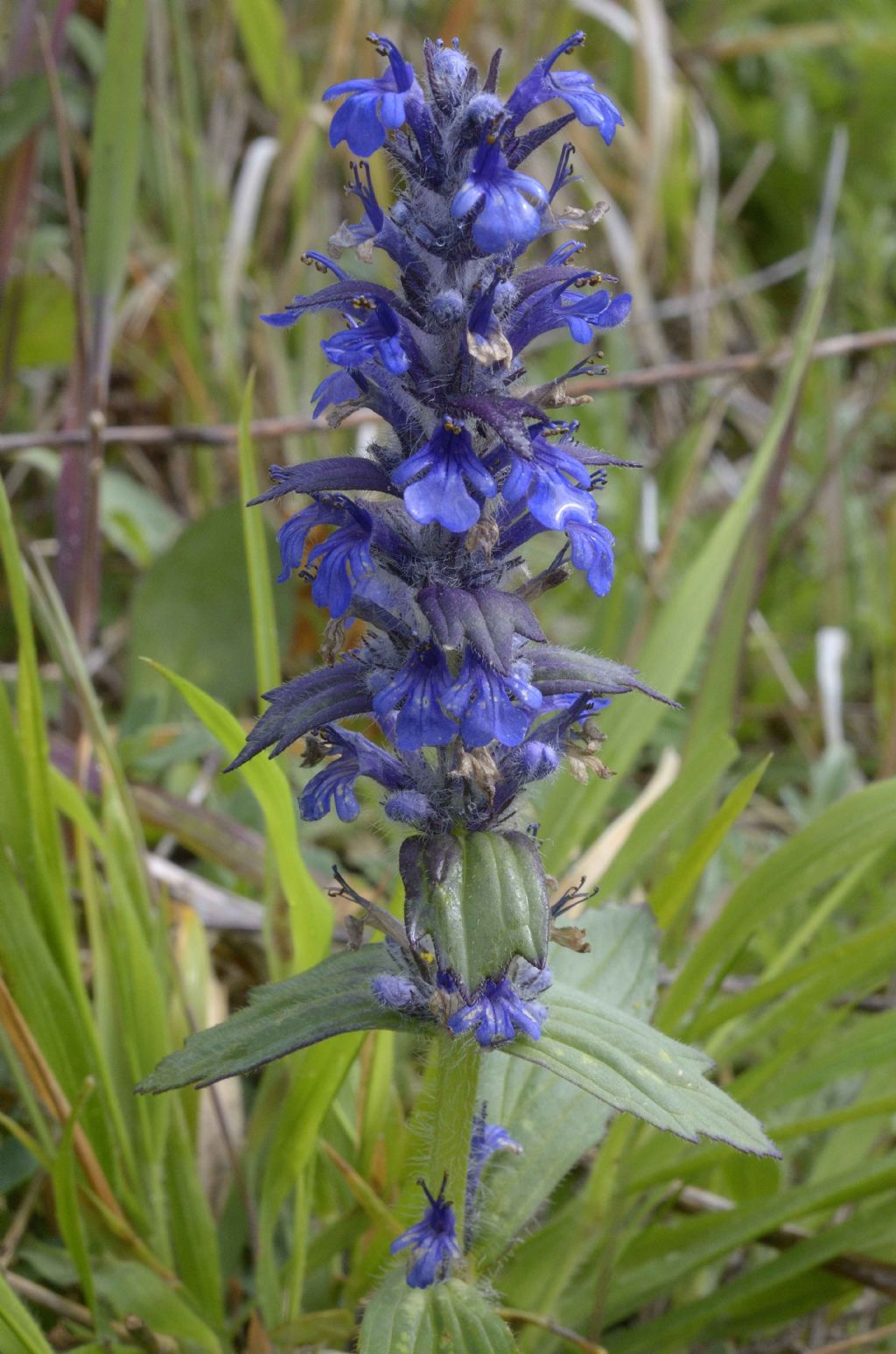 Bugola , Ajuga reptans o genevensis