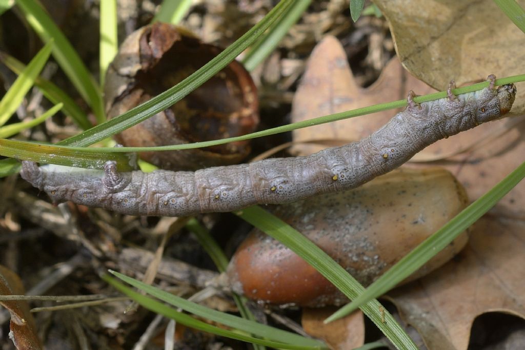 Bruco da ID: Colotois pennaria - Geometridae