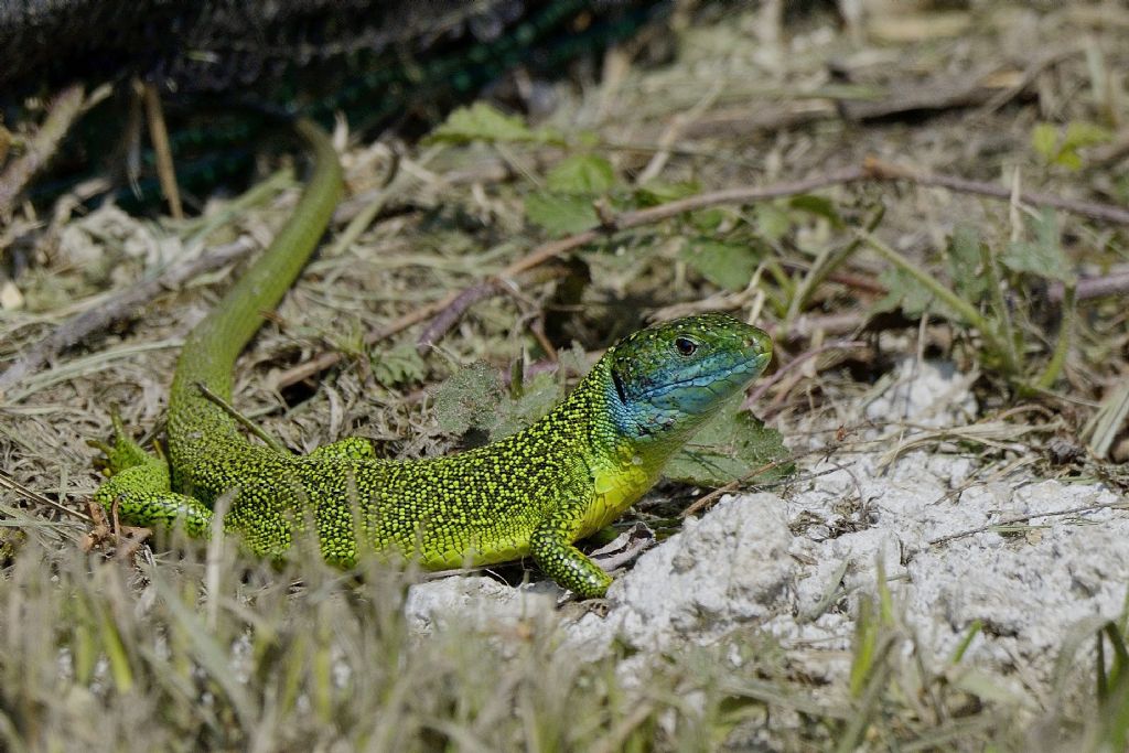 Ramarri (Lacerta bilineata) in abito riproduttivo