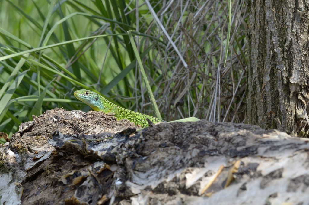 Ramarri (Lacerta bilineata) in abito riproduttivo