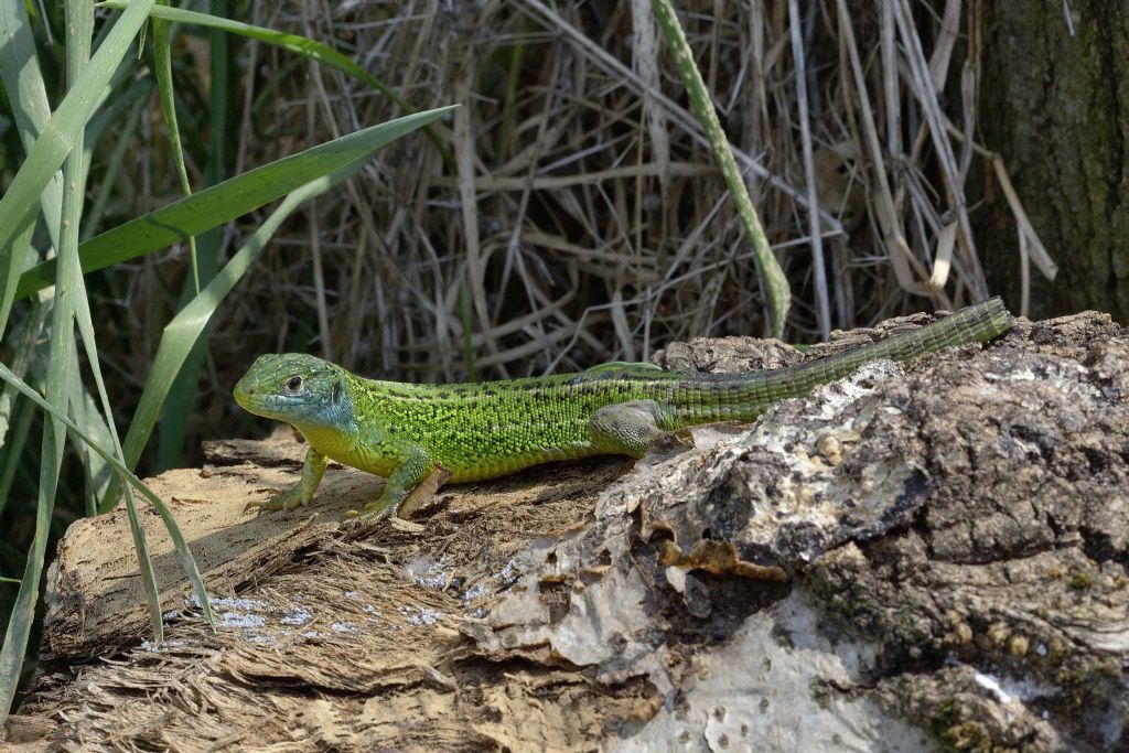 Ramarri (Lacerta bilineata) in abito riproduttivo