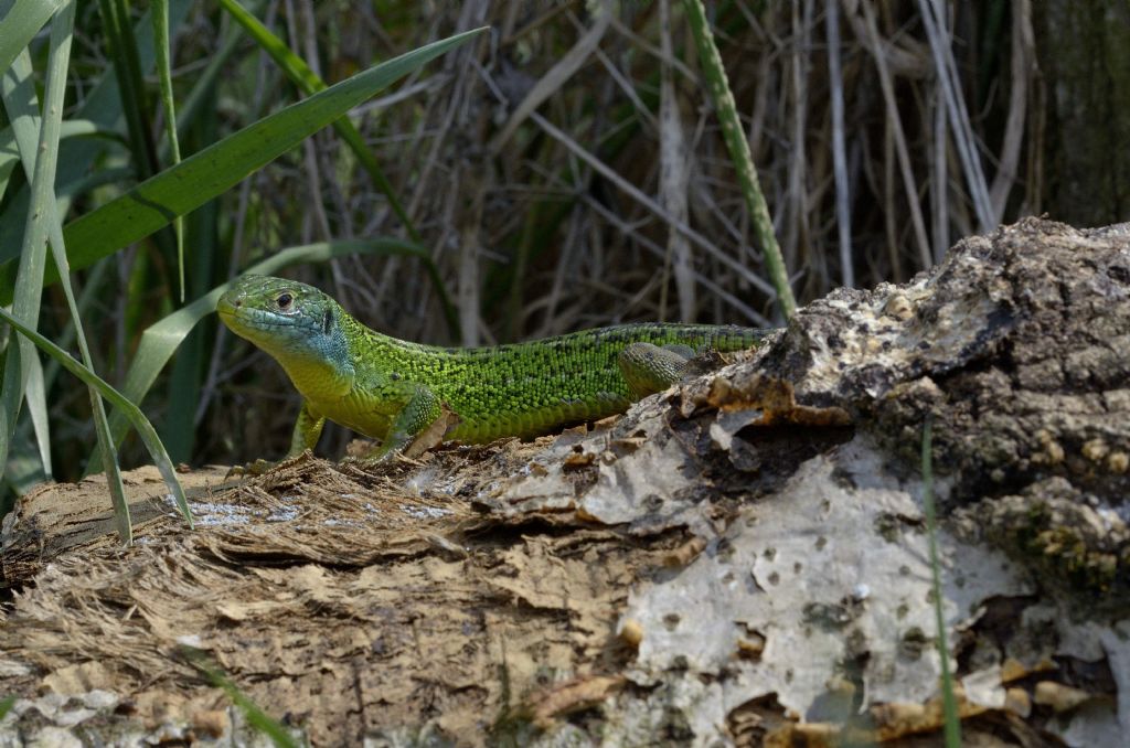 Ramarri (Lacerta bilineata) in abito riproduttivo