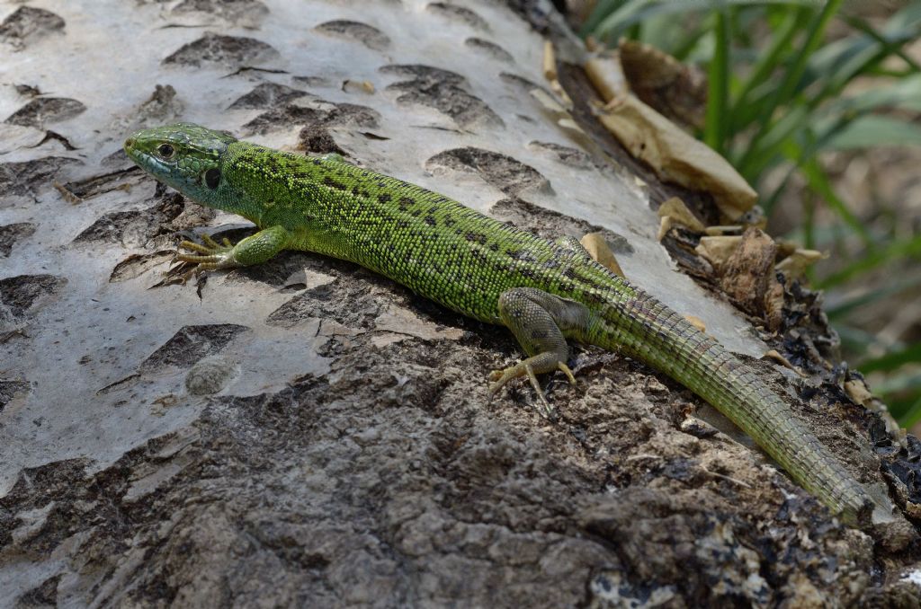 Ramarri (Lacerta bilineata) in abito riproduttivo