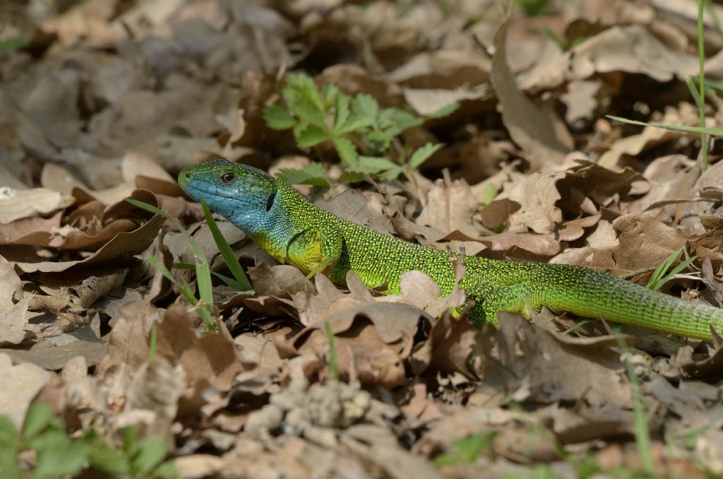 Ramarri (Lacerta bilineata) in abito riproduttivo