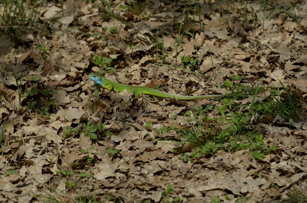 Ramarri (Lacerta bilineata) in abito riproduttivo