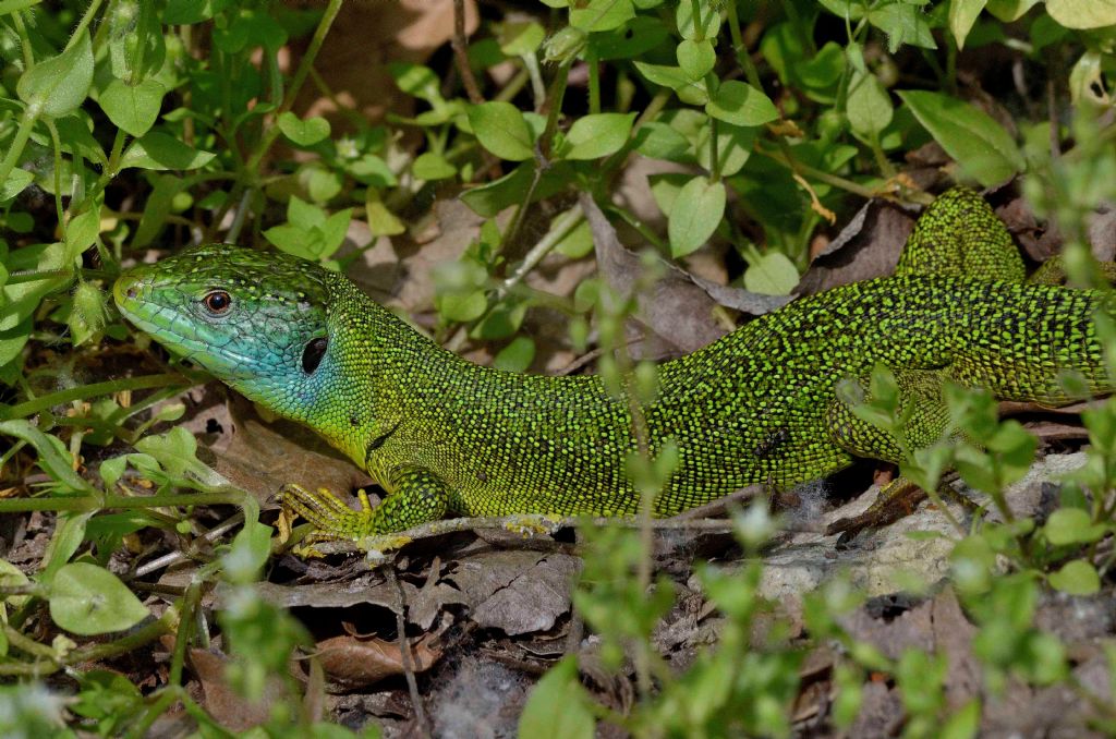 Ramarri (Lacerta bilineata) in abito riproduttivo