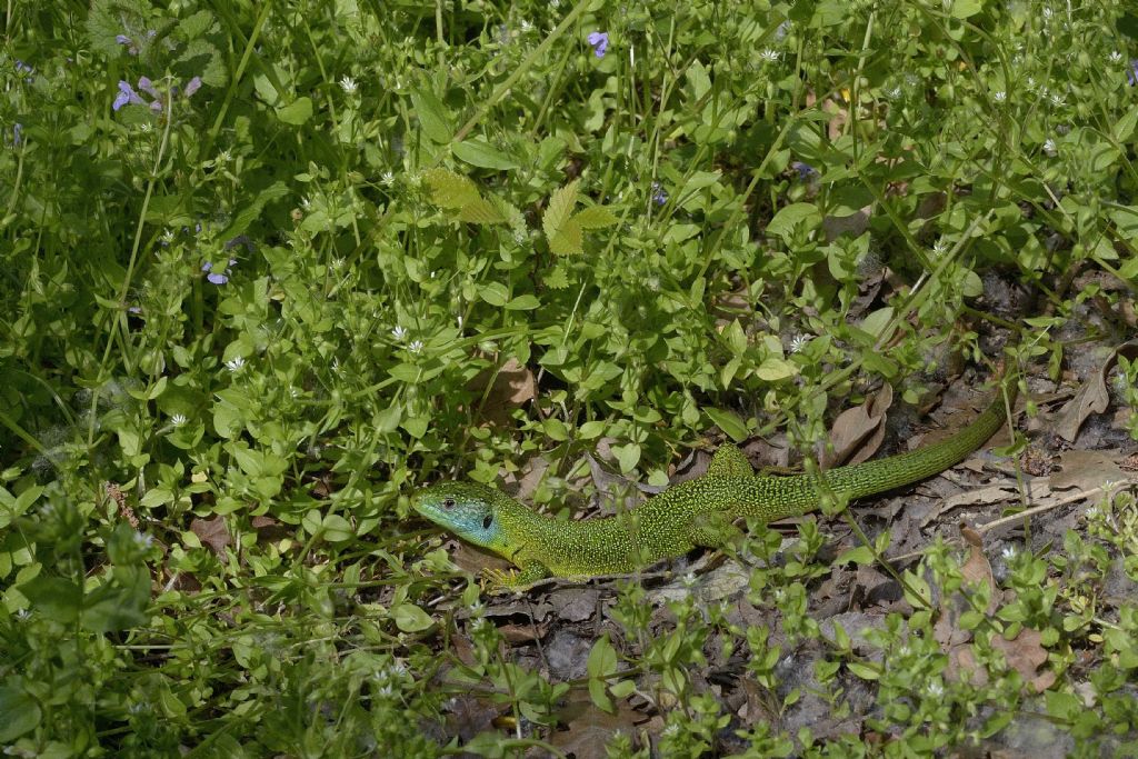 Ramarri (Lacerta bilineata) in abito riproduttivo