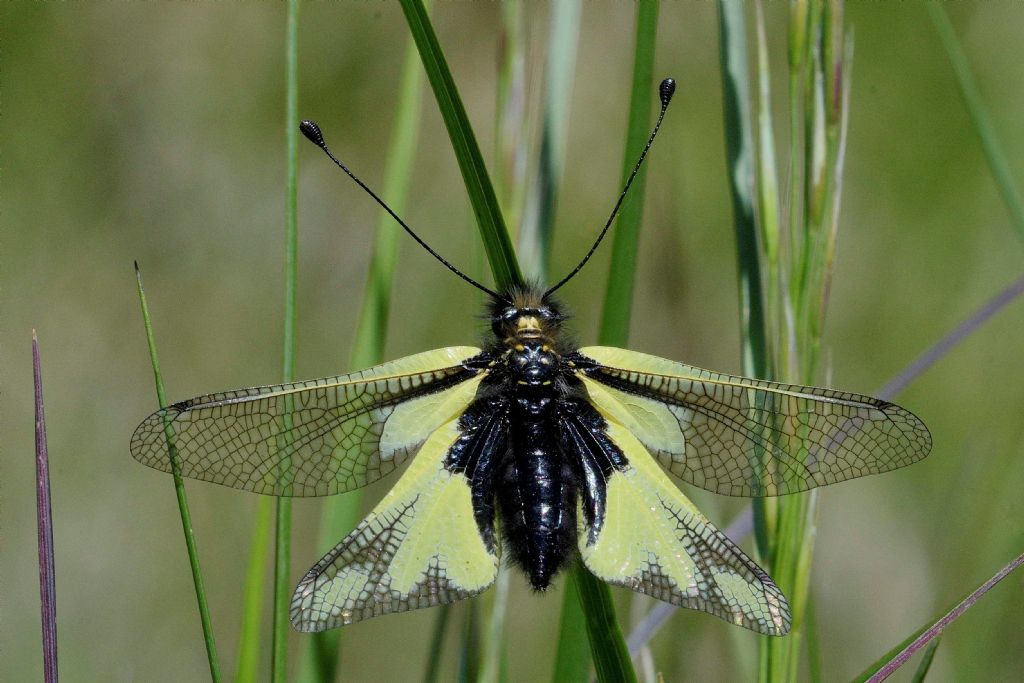 Libelloides coccajus, maschio