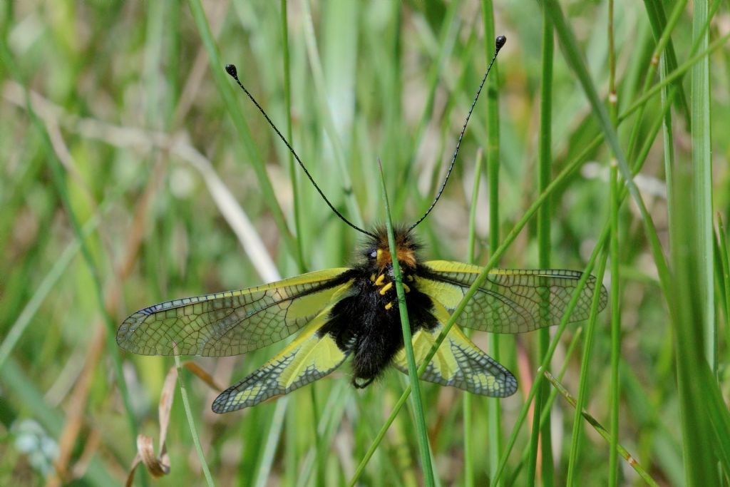 Libelloides coccajus, maschio