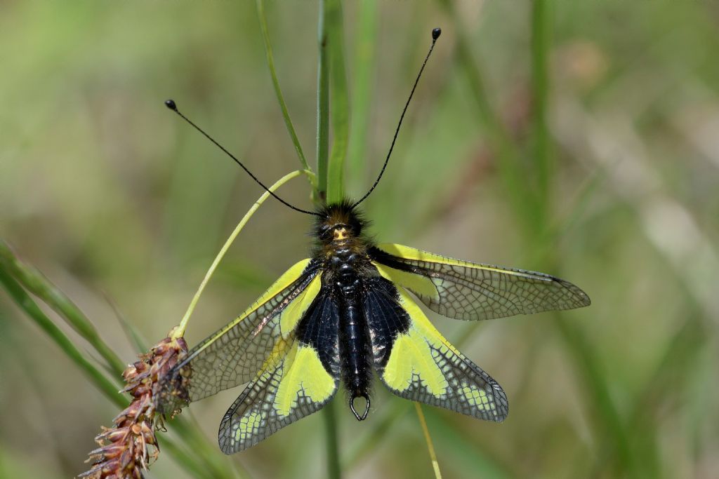 Libelloides coccajus, maschio