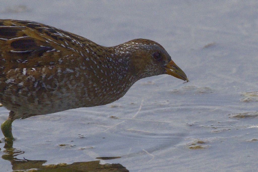 Voltolino (Porzana porzana)