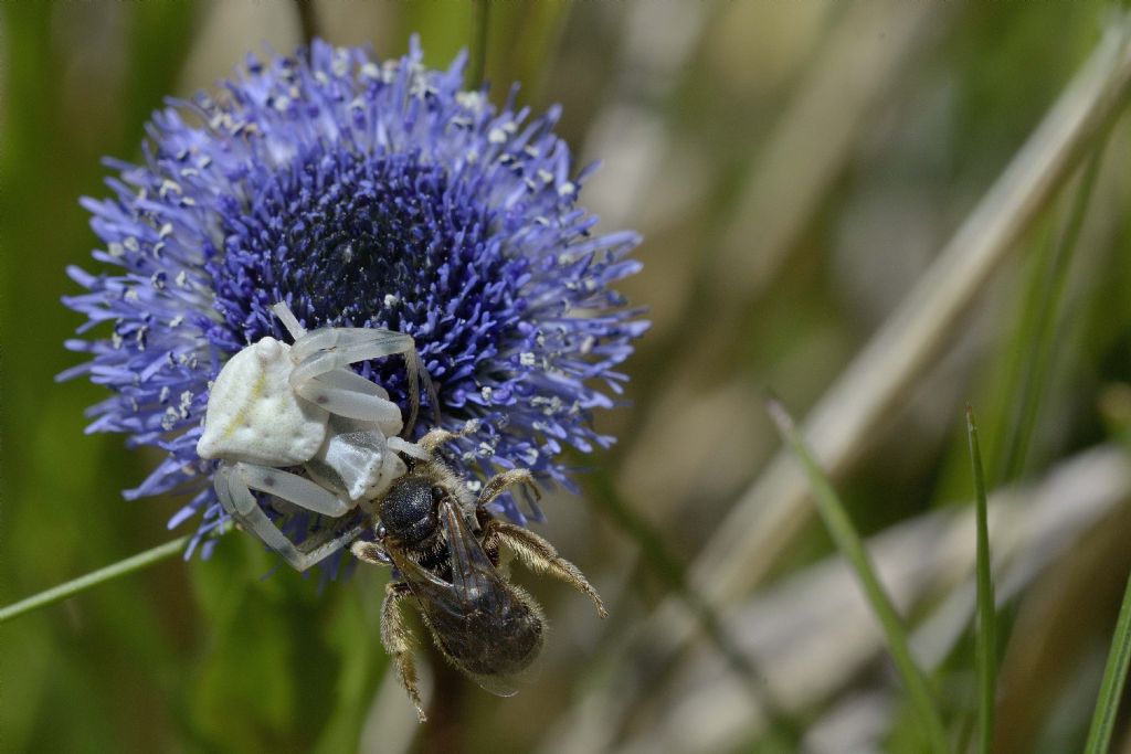 Thomisidae con preda ? S, Thomisus onustus - prov. Asti