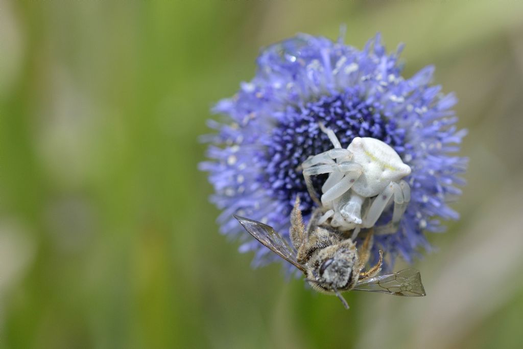 Thomisidae con preda ? S, Thomisus onustus - prov. Asti