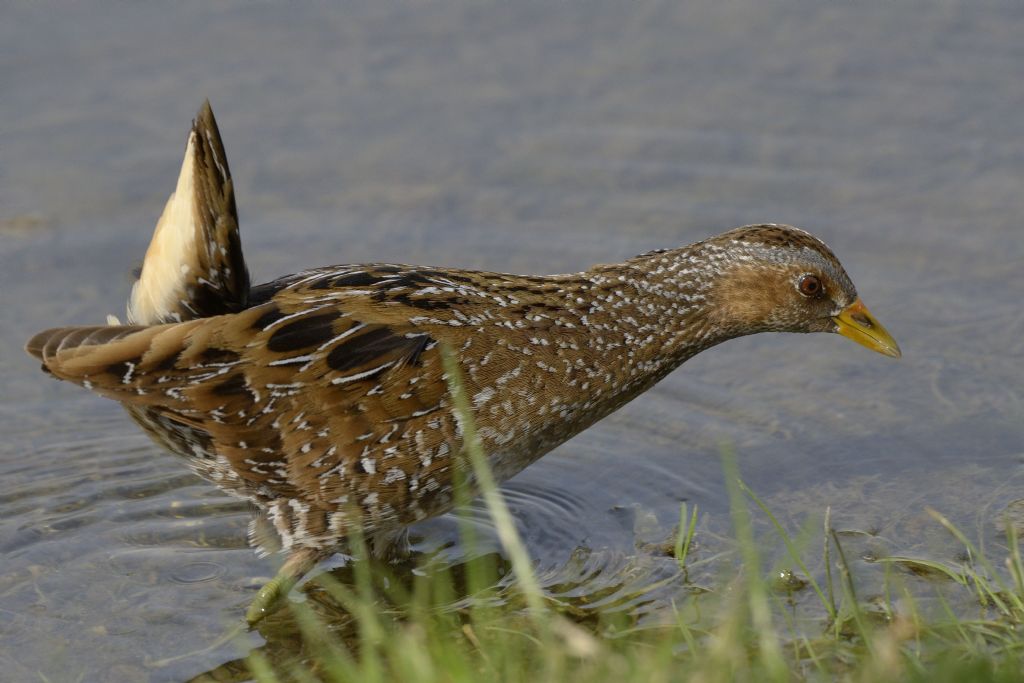 Voltolino (Porzana porzana)