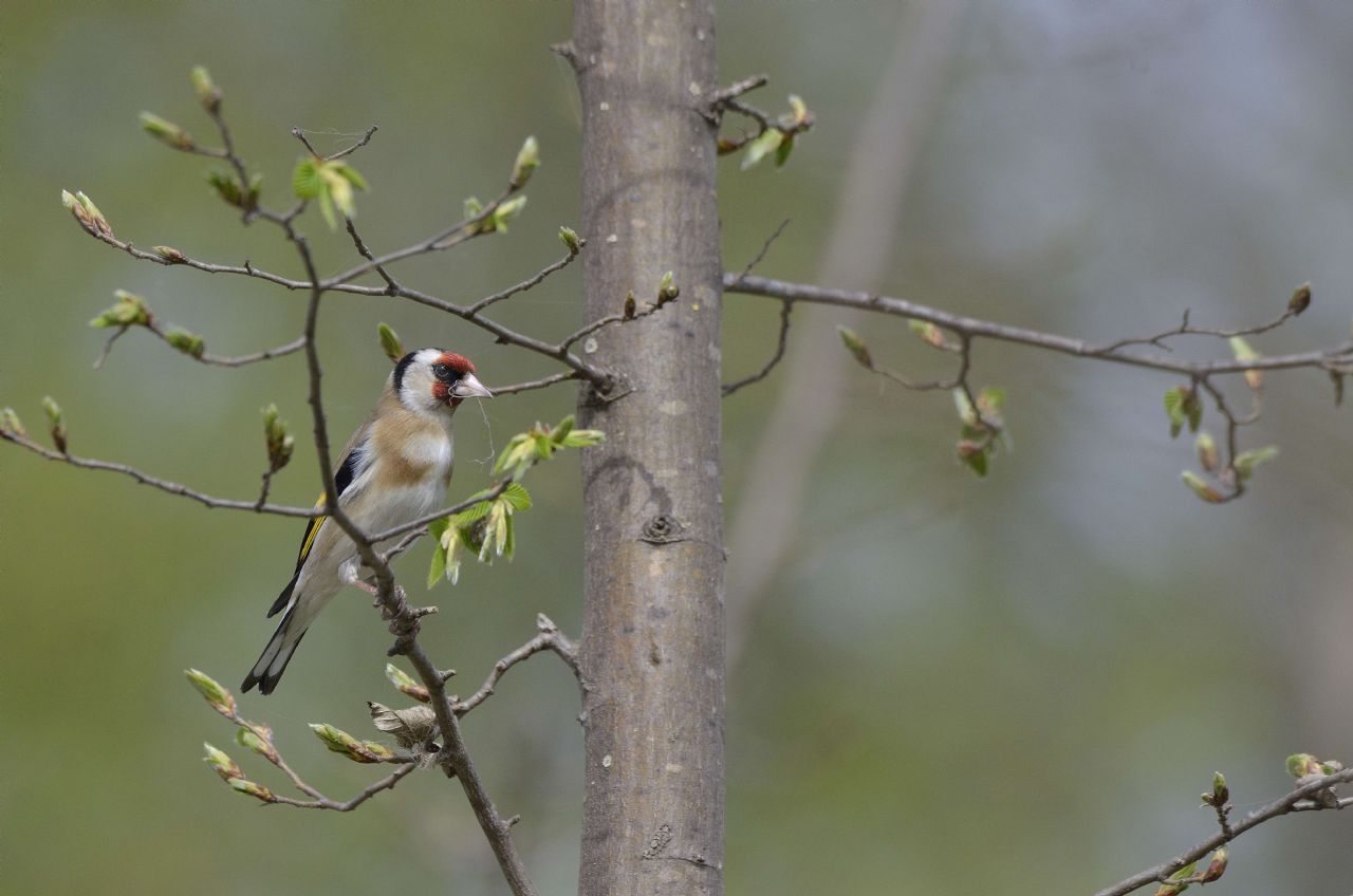 Cardellino (Carduelis carduelis)