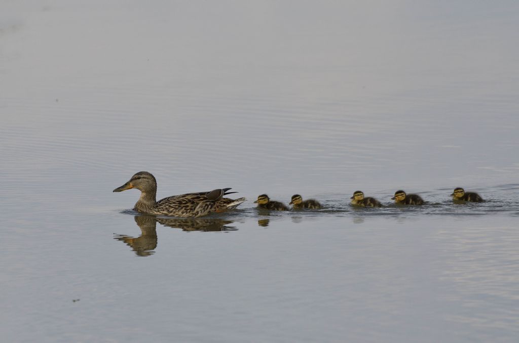 Mestolona (Spatula clypeata) con piccoli ?  No, Germana (Anas platyrhynchos)