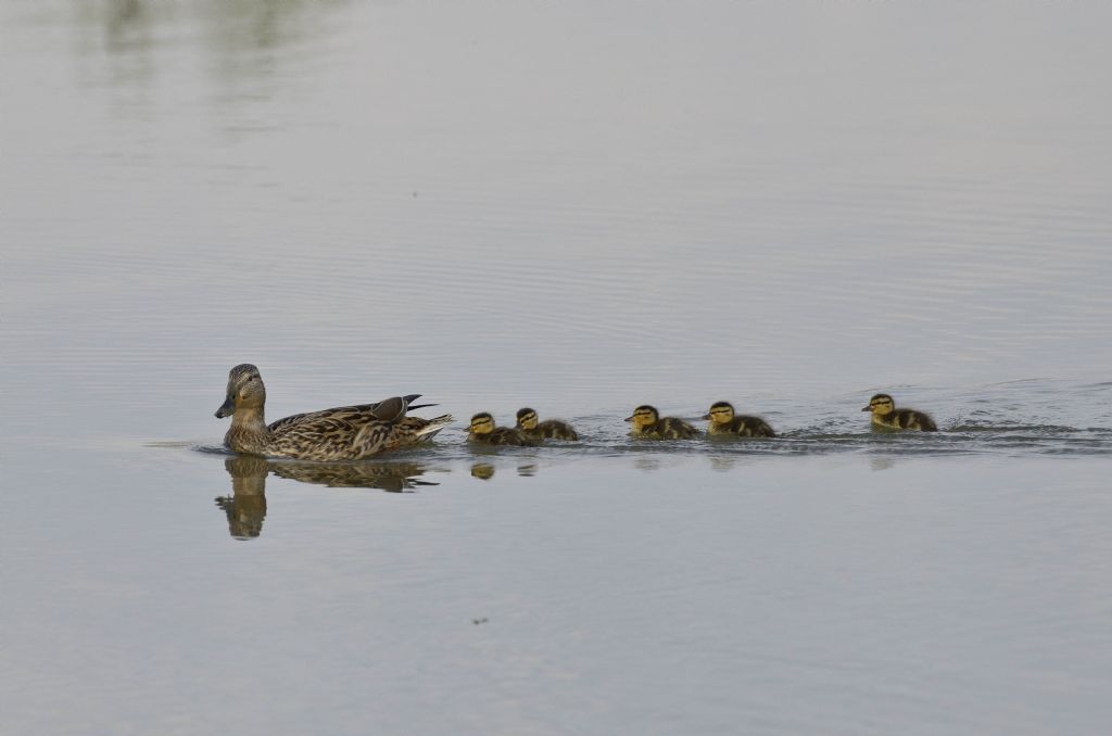 Mestolona (Spatula clypeata) con piccoli ?  No, Germana (Anas platyrhynchos)