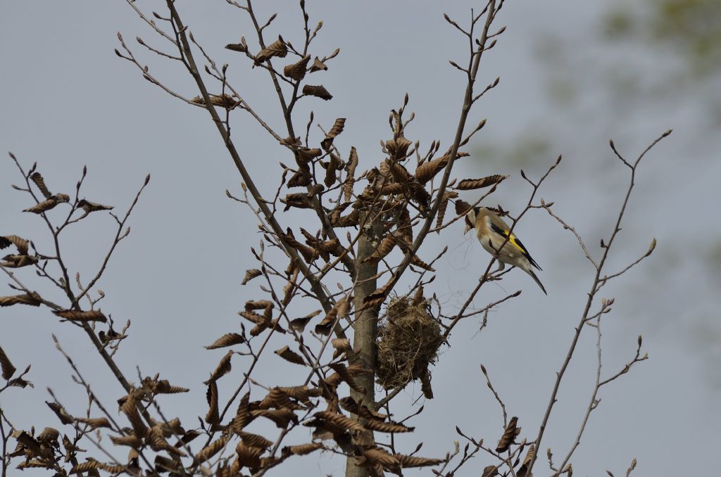 Cardellino (Carduelis carduelis)