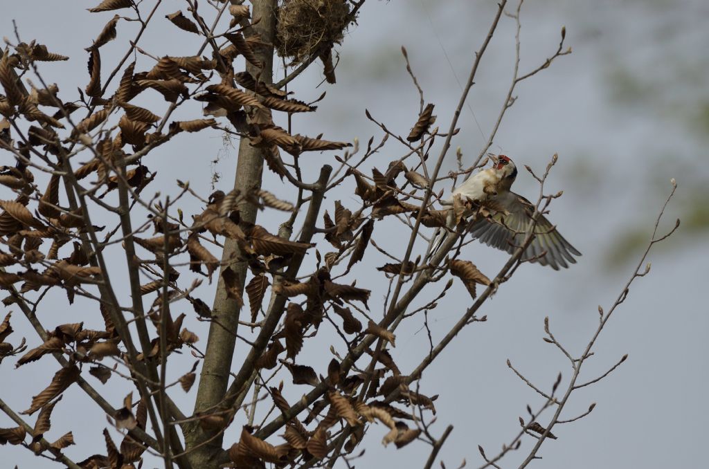 Cardellino (Carduelis carduelis)