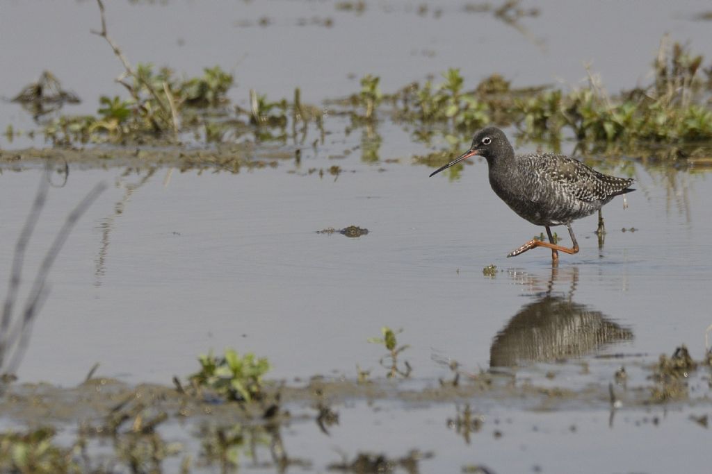 Totano moro (Tringa erythropus)
