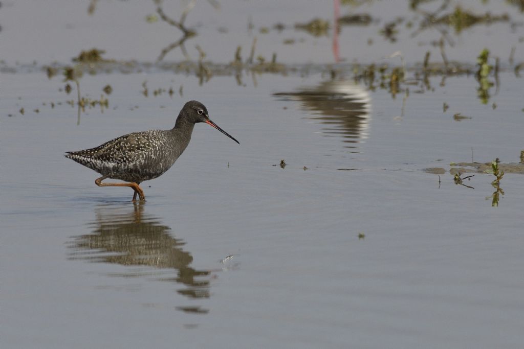 Totano moro (Tringa erythropus)