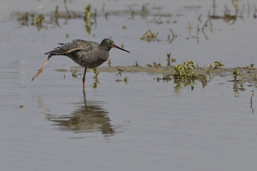 Totano moro (Tringa erythropus)