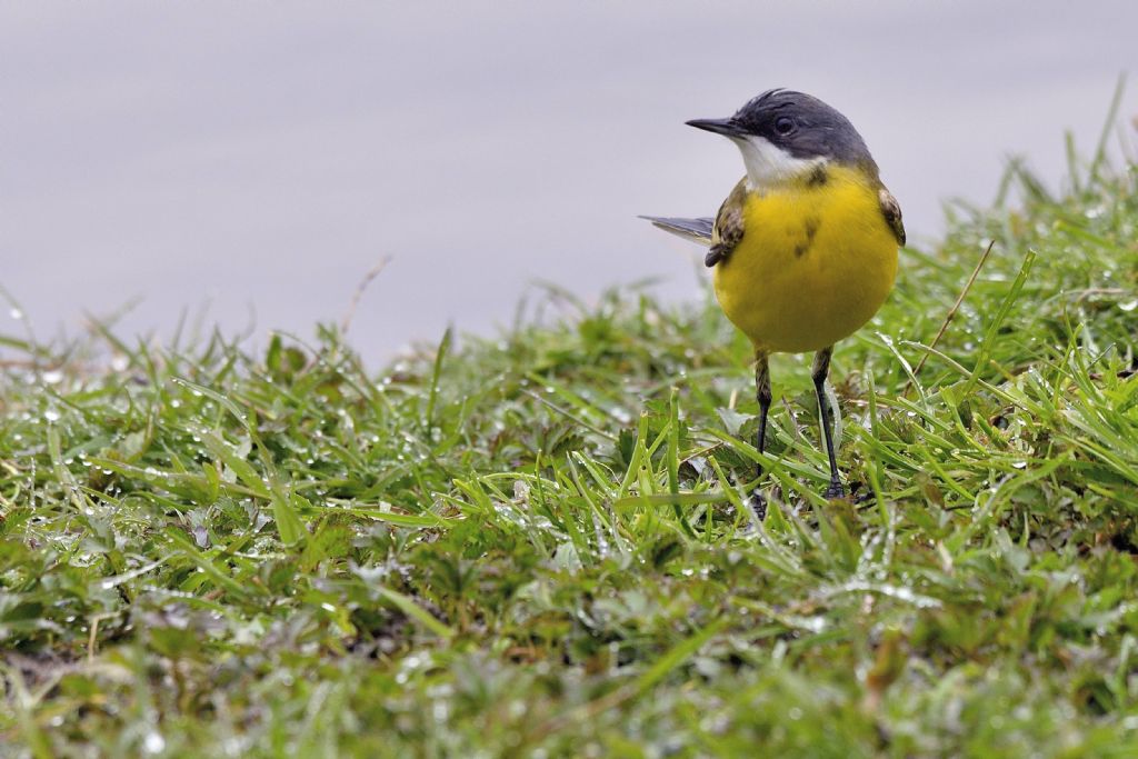 Cutrettola (Motacilla flava cinereocapilla)