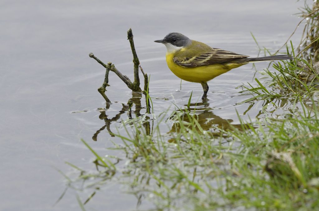 Cutrettola (Motacilla flava cinereocapilla)
