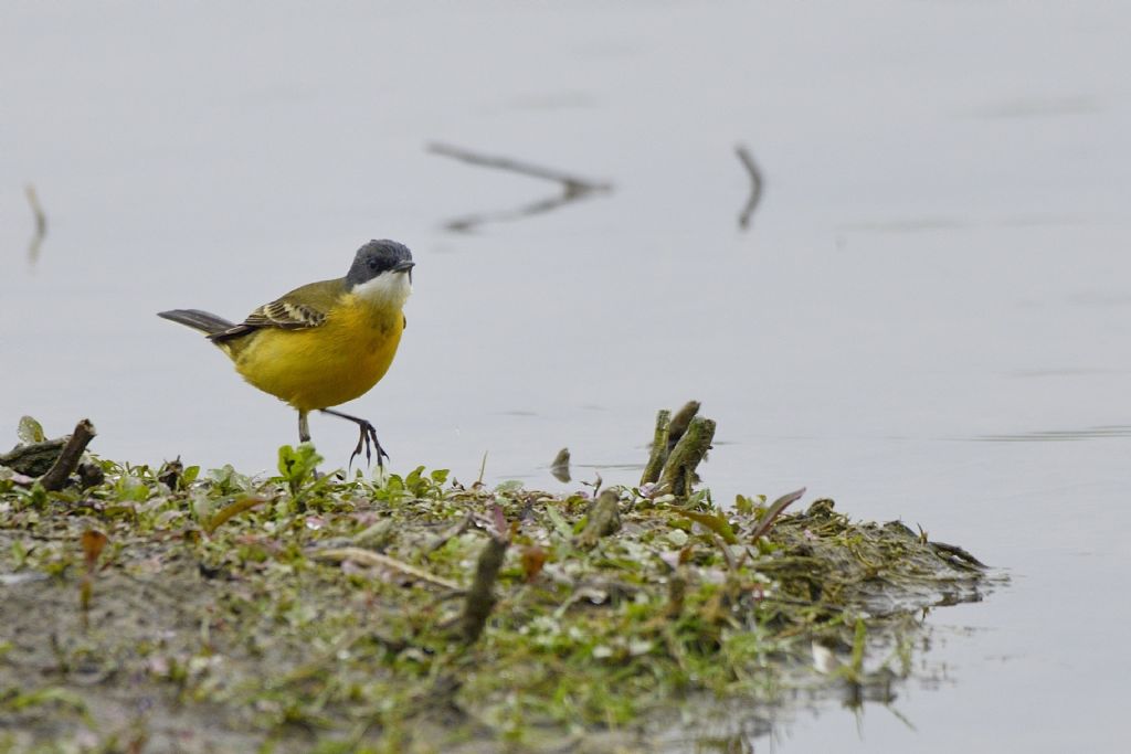 Cutrettola (Motacilla flava cinereocapilla)