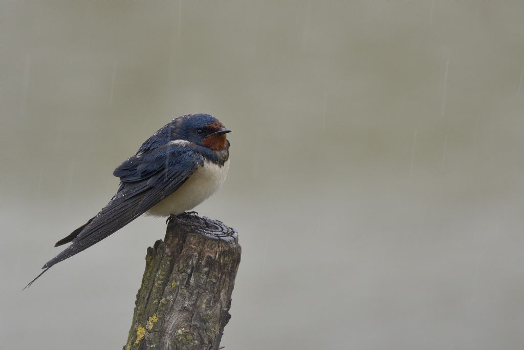 Rondini (Hirundo rustica) sotto la pioggia