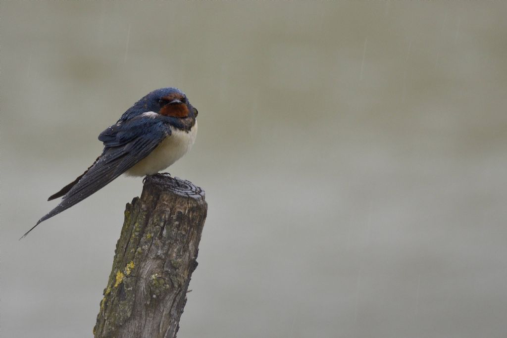 Rondini (Hirundo rustica) sotto la pioggia