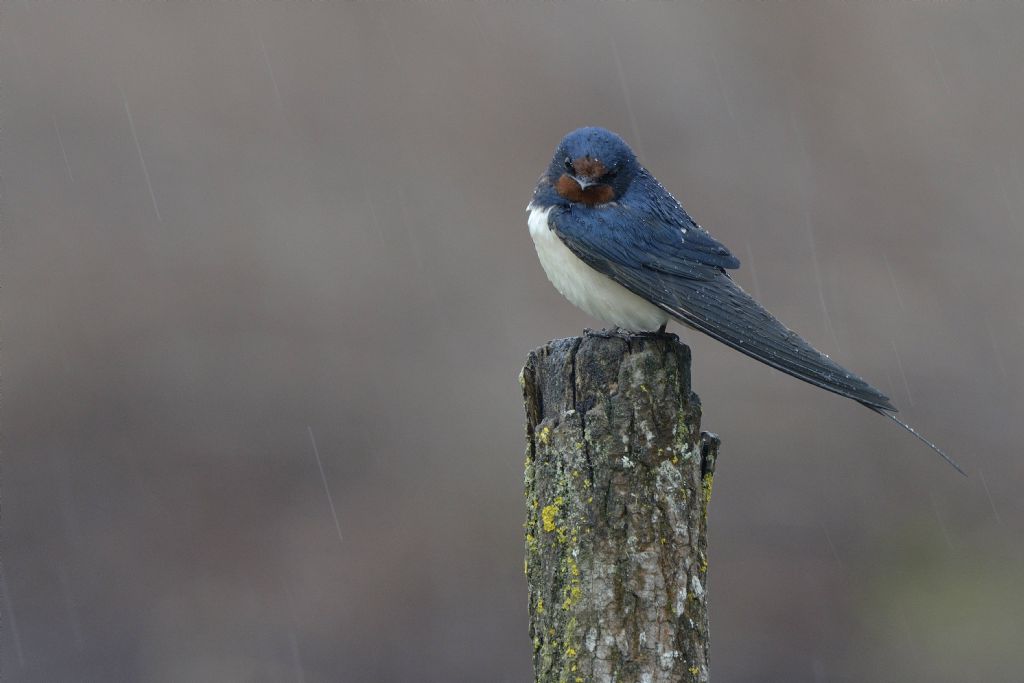 Rondini (Hirundo rustica) sotto la pioggia