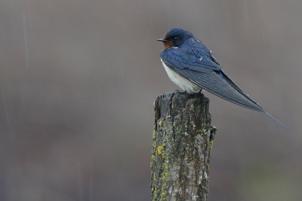 Rondini (Hirundo rustica) sotto la pioggia