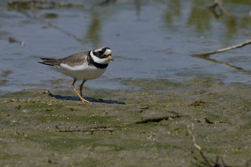 Corriere grosso (Charadrius hiaticula)