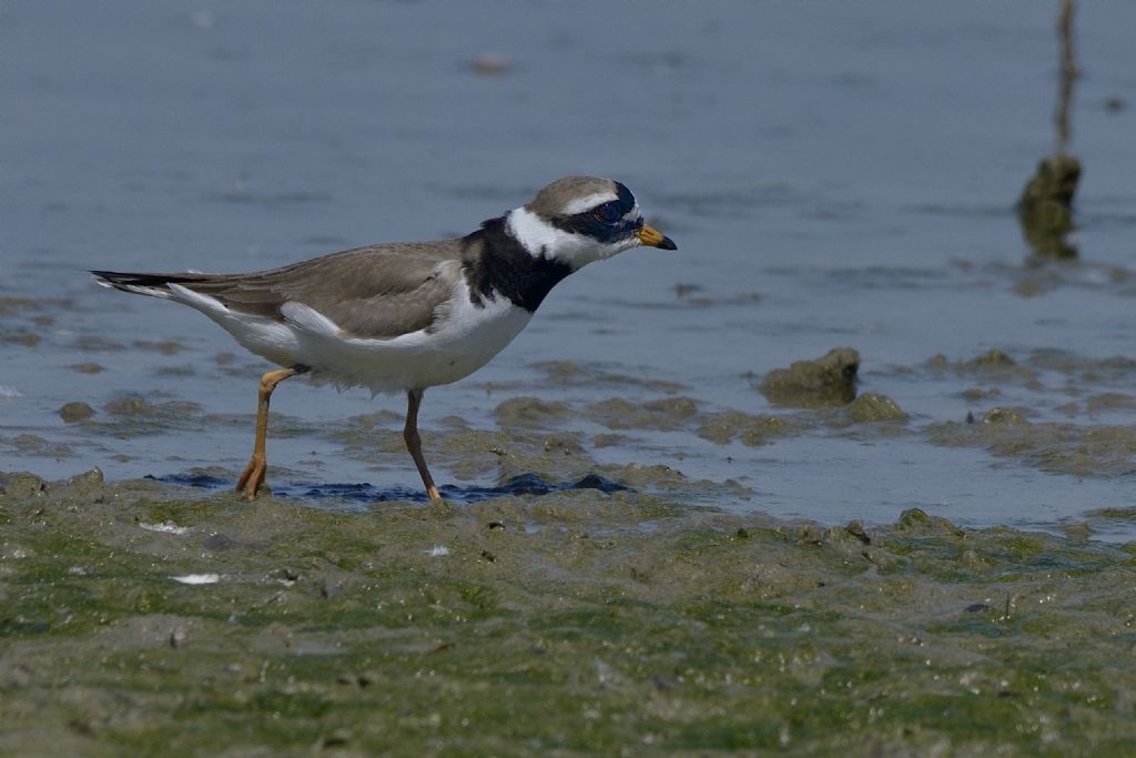 Corriere grosso (Charadrius hiaticula)