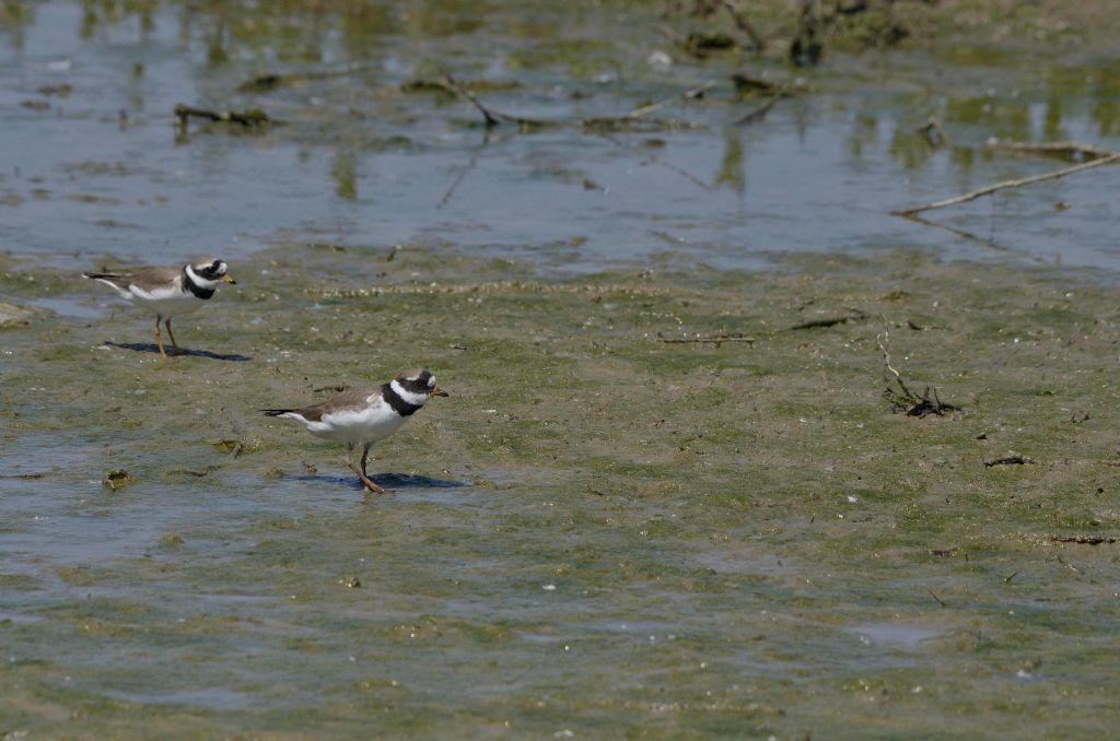 Corriere grosso (Charadrius hiaticula)