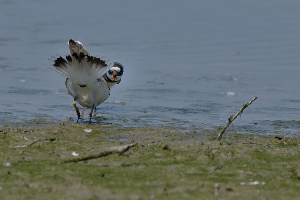 Corriere grosso (Charadrius hiaticula)