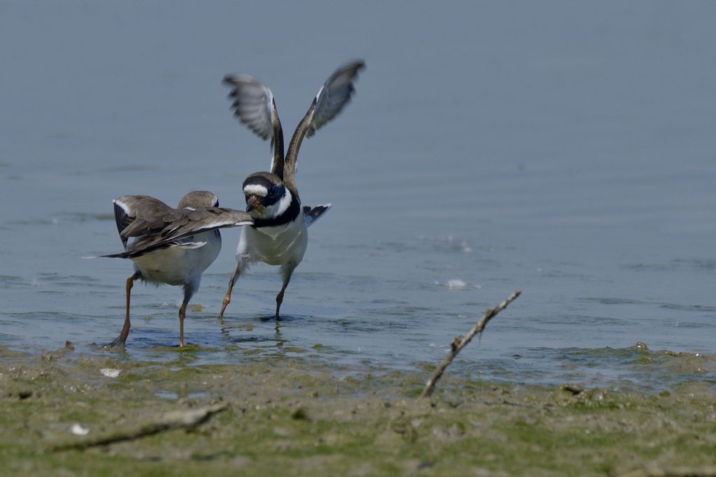 Corriere grosso (Charadrius hiaticula)